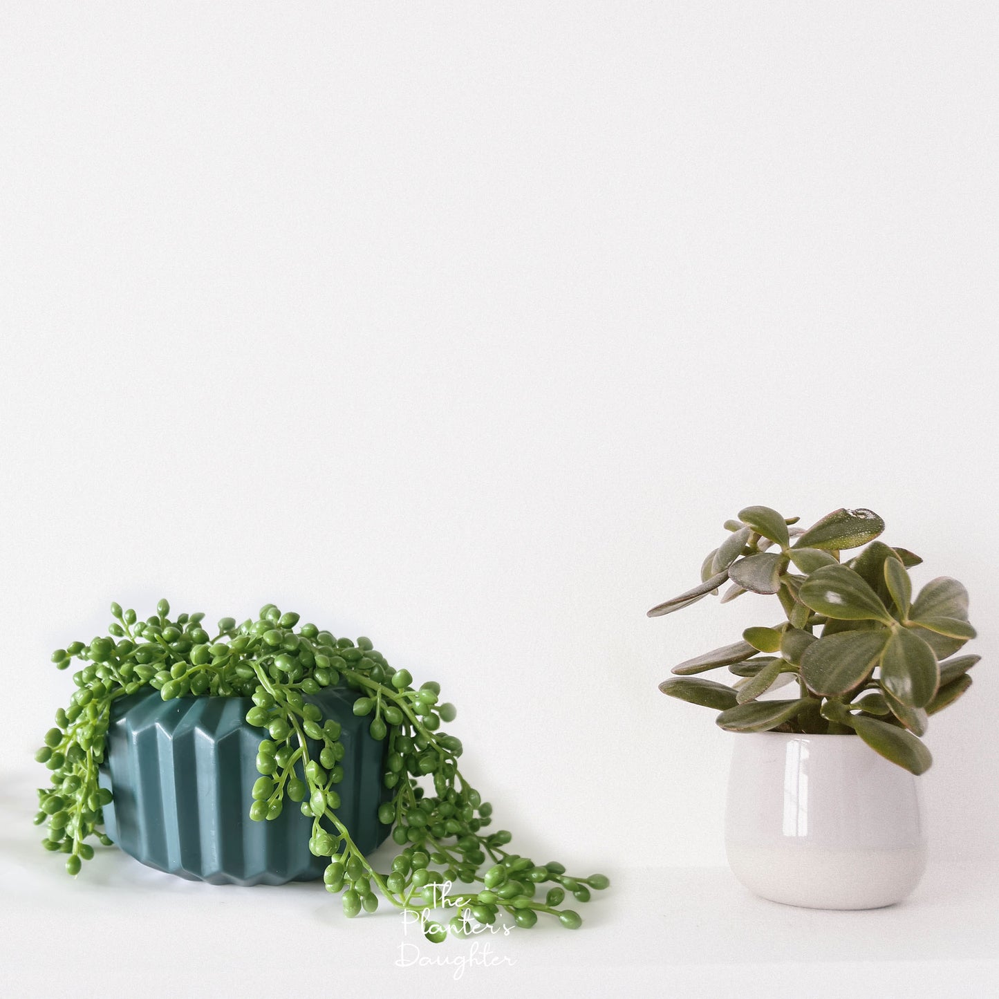 String of Pearls in Vase